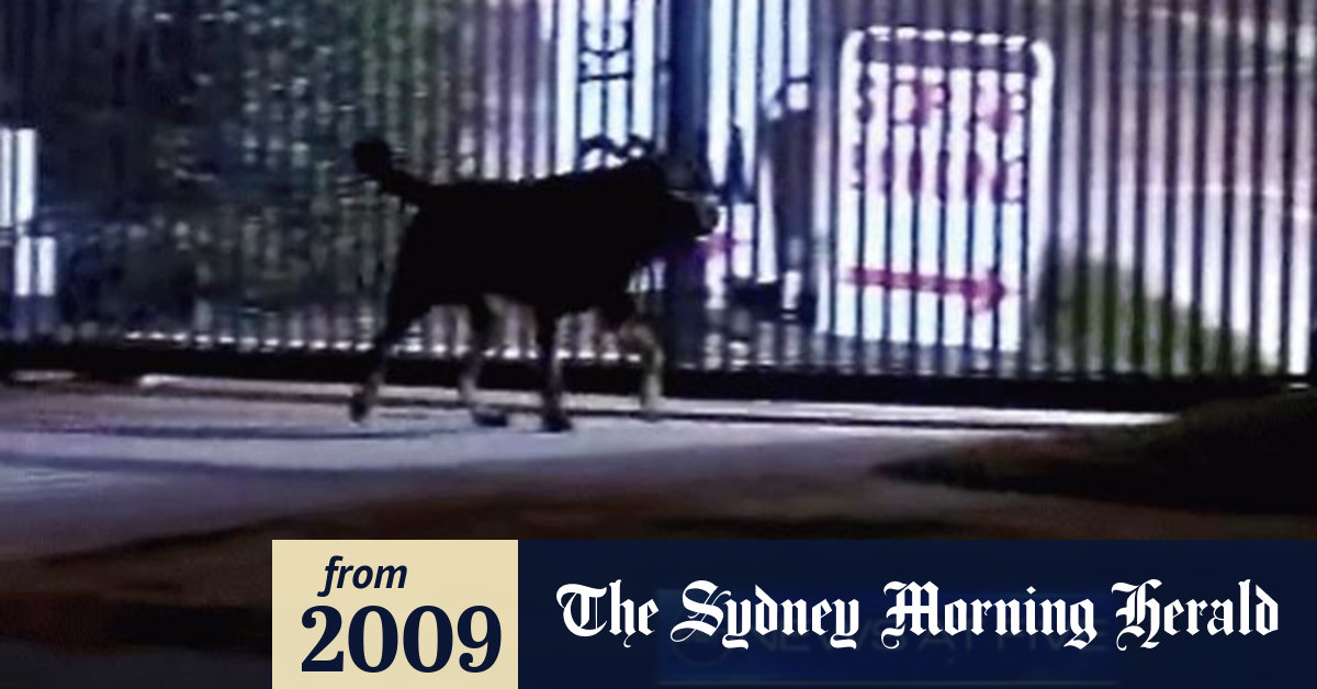 Video Boy mauled by dog on Gold Coast